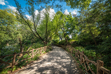 Walk path surrounded by vegetation in Central Park