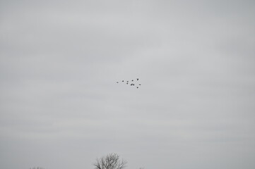 Flock of Geese in a Cloudy Sky