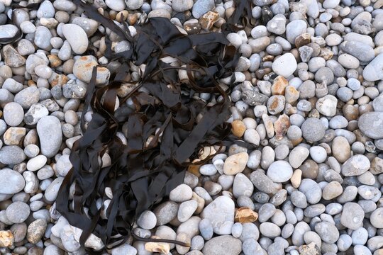 Bunch of brown seaweed, washed out on ocean rocky shore of Atlantic ocean, Laminaria genus. Biodiversity and marine plants species. Observing nature during travel