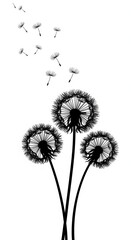 Silhouette dandelions with seeds blowing in wind