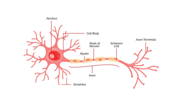 Illustration of a flat anatomical diagram of a neuron. Axon, myelin sheath, dendrites, cell body, and nucleus. Biology education about the brain.