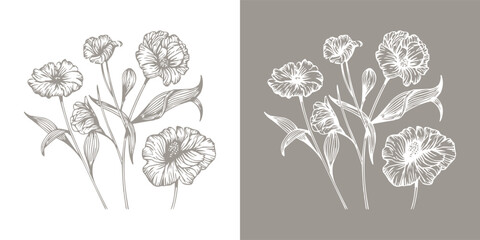 Hand drawn carnation flower illustration in vintage botanical line art style on light and dark background