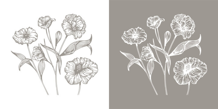 Naklejki Hand drawn carnation flower illustration in vintage botanical line art style on light and dark background