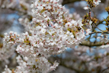 Close up of white cherry blossom