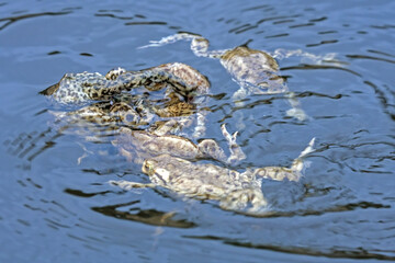 Spawning of the toads. Common toad or European toad (Bufo bufo).