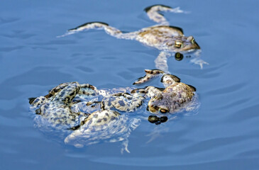 Spawning of the toads. Common toad or European toad (Bufo bufo).