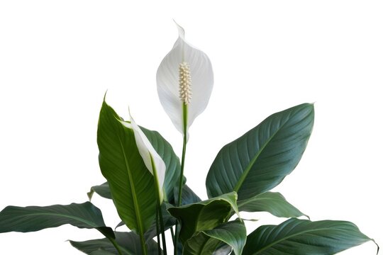 Peace Lily Plant Isolated on White