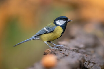 Obraz premium Great tit sitting on on the ground. Wildlife scene from nature. Song bird in nature habitat. Parus major. 
