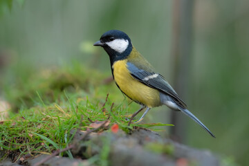 Fototapeta premium Great tit sitting on on the ground. Wildlife scene from nature. Song bird in nature habitat. Parus major. 