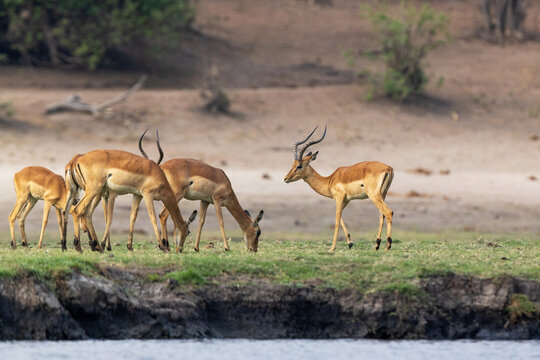 Herd of Impalas grazing on the Chobe river bank in Chobe National Park, Botswana