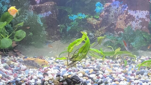 Colorful fish swim in a bright aquarium with lush green plants and rocks during the day. 