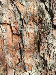 Natural Tree Bark Texture with Rough Rustic Surface