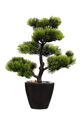 Coniferous tree in a bonsai pot isolated on a white background, home decoration