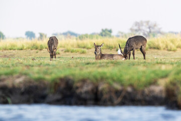 A herd of Waterbucks grazing and resting on a Chobe river bank in Chobe National Park, Botswana