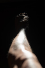 Detail of a Leg Illuminated in Backlight