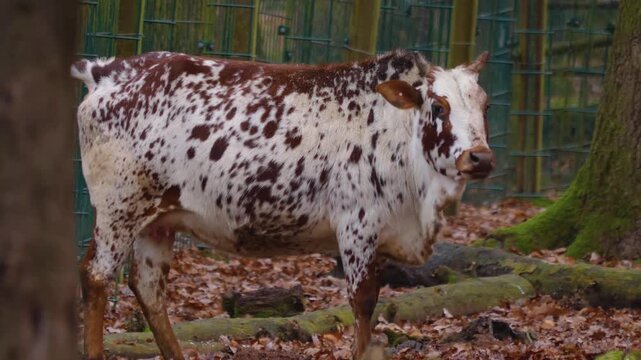 Close up of zebu cow bull standing in the woods looking around on a cloudy day in autumn.