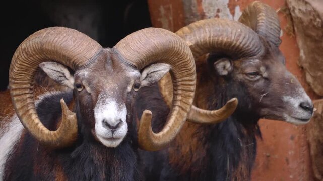 Close up of male Mouflon, ram buck head with large horns looking around on a cloudy autumn day