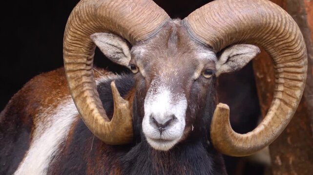 Close up of male Mouflon, ram buck head with large horns looking around on a cloudy autumn day