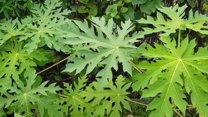 Vibrant papaya leaves create a lush tropical feel in this close up nature image. Ideal for nature, garden, and botanical themes with fresh greenery and detailed venation - Powered by Adobe