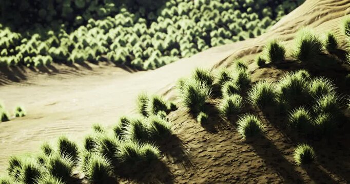 Sunlight filters through tall grass on a gently sloping hillside, highlighting the vibrant greens of the landscape. This peaceful setting invites relaxation and reflection, showcasing natures beauty.