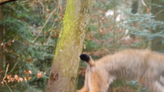 Close up of Lynx jumping up a tree in the forest looking around on a sunny autumn day