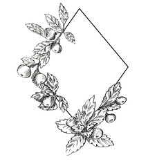 Vintage Hand Drawn Botanical Diamond Frame with Berries and Leaves.