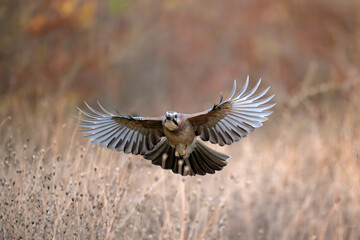 Eurasian Jay Garrulus glandarius in Flight Close-up