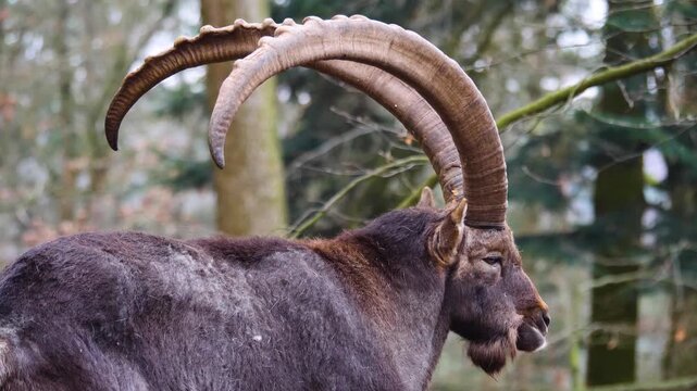 Close up of a male ibex Capricorn, buck with  large horns standing in the woods, looking around on a cloudy autumn day