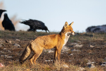 Red fox Vulpes vulpes in the wild