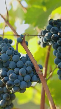 Close-up shot of dark ripe grapes hanging on a vine in warm afternoon sunlight. The grape cluster is surrounded by lush green leaves, gently moving in the breeze.