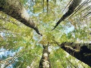 Nadir plane of the trees, branches and leaves in the middle of the forest.