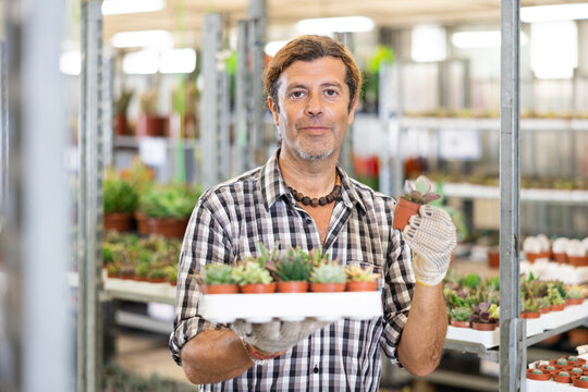 Man customer-onlooker curiously examines showcase exhibition pallet with indoor evergreens of succulent gasteria hawortia. Owner of offline flower shop inspects showcase with goods new arrival