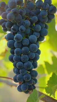 Close-up footage of dark ripe wine grapes hanging on a grapevine, illuminated by warm natural sunlight. The cluster is surrounded by vibrant green vineyard leaves.