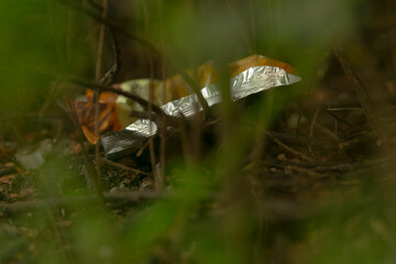 shiny foil wrapper lying in grass, crumpled aluminum reflecting soft light, small debris among blades and soil, roadside or picnic site context implied, useful for pollution reportage and packaging
