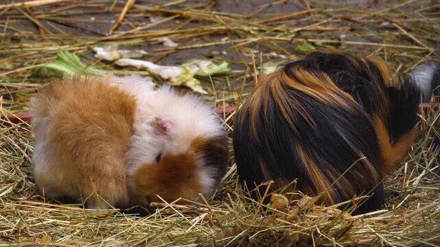 Close up of a  guinea pig sitting in hey chewing on weeds on cloudy autumn day.