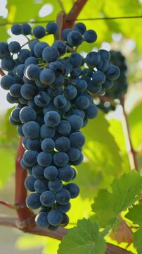 Ripe blue grapes in a vineyard, camera movement away from the grapes
