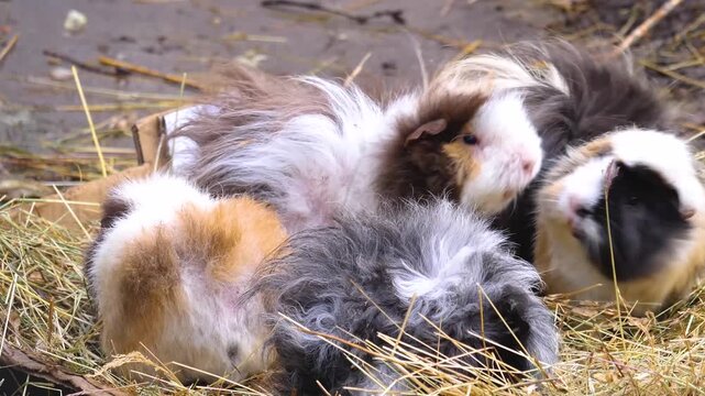 Close up of a  guinea pig sitting in hey chewing on weeds on cloudy autumn day.