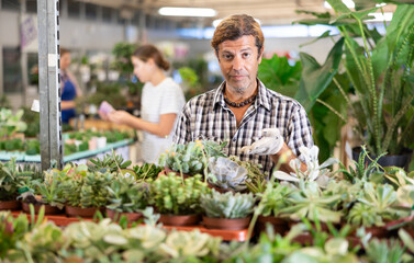 Fototapeta premium Male flower supermarket worker examines pallet of succulent to detect problematic plants. New employee of department of ornamental plants to get acquainted with assortment of goods