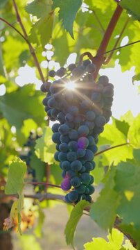 Blue grapes on a vine, with the sun shining through them, slider movement 