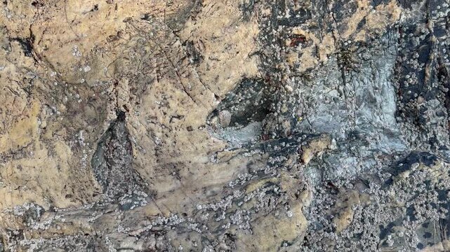 Close up moving background shot of rocks with shellfish like barnacles and limpets. Moving 120fps slow motion abstract view UK 4K