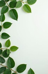 Fototapeta premium Vibrant fresh green leaves on branches border clean white background. Rich foliage creates natural frame, perfect for text, presentations, designs. Organic plant pattern brings calm, eco-friendly