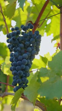 Ripe blue grapes in a vineyard with sunbeams in the background