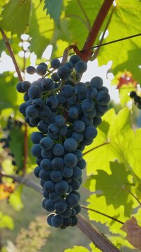 Shot of ripe blue grapes in a vineyard bathed in sunlight