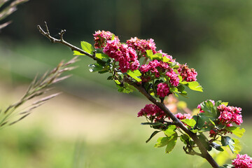 Terry pink hawthorn flowers blooming on a branch in bright spring sunlight. A vibrant and delicate close-up showing the beauty of nature, soft petals, and fresh seasonal growth in a sunny outdoor sett