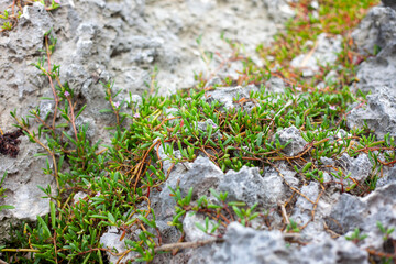 Sea purslane (sesuvium portulacastrum) growing by the seaside in Mexico.
