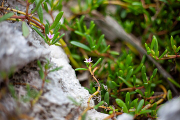 Sea purslane (sesuvium portulacastrum) growing by the seaside in Mexico.