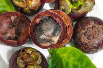 Close-up view of spoiled mangosteen fruit with gray-black mold,