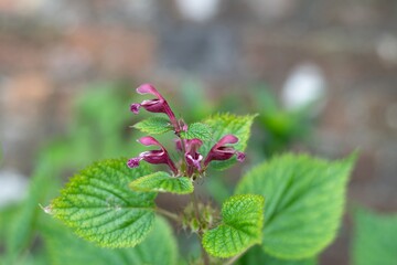 Close up of balm leaved archangel (lamium orvala) flowers in bloom