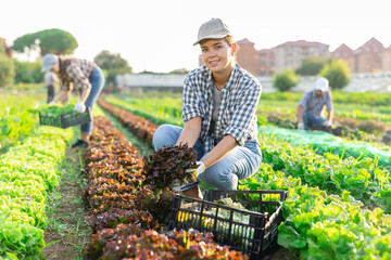 Girl works in farmers field and harvests leaves red salad, cuts fresh and juicy lollo rosso salad...