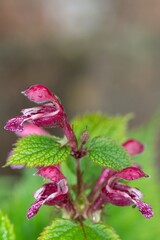 Close up of balm leaved archangel (lamium orvala) flowers in bloom